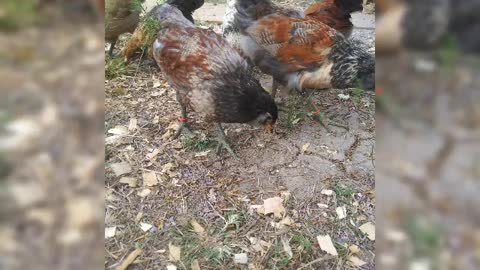 (RIP) Extra Crispy My Unique Friend !