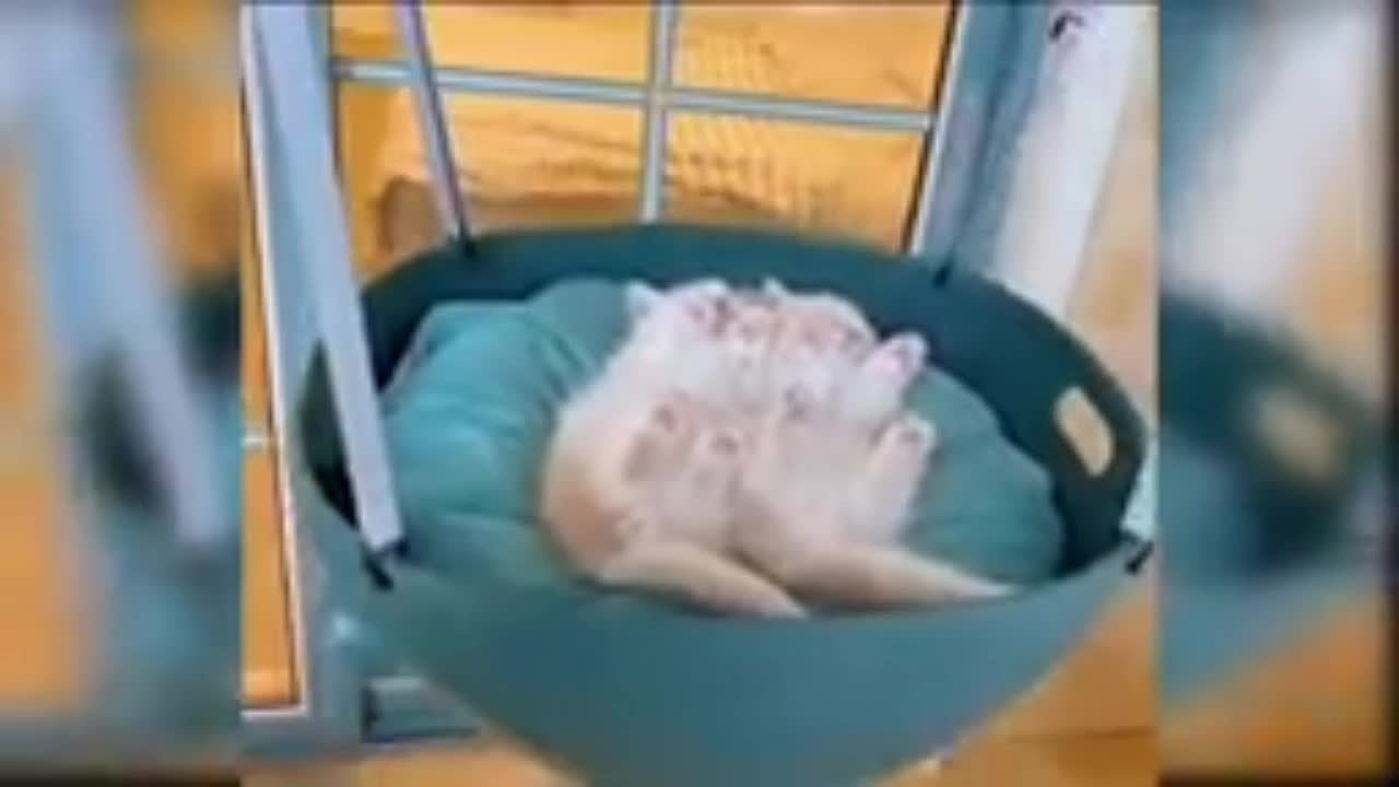 Baby Cats - Cute and Funny Cat Videos Compilation