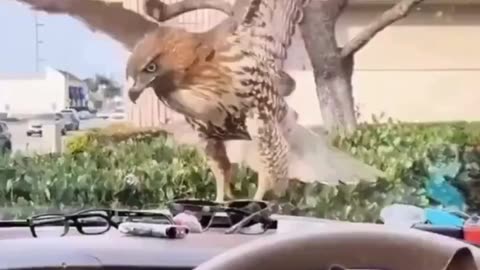 When your car becomes a wildlife refuge!