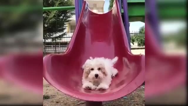 Baby dogs_ Cute and Funny Dogs Video Compilation!!