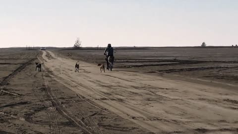 18_0221Black & White - 3 Dog Night