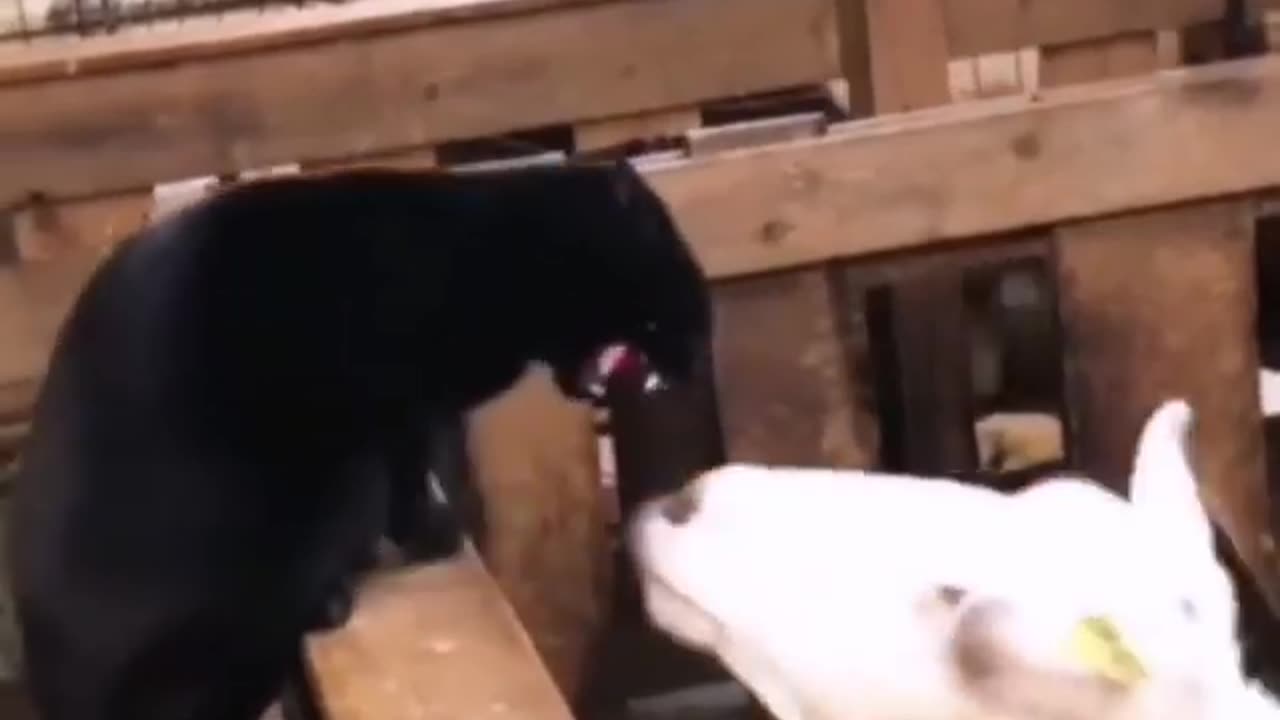 Funny cats