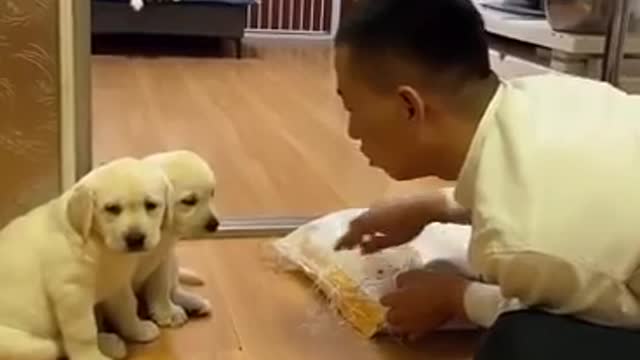 Dog not eating without Mom/ Dog Child, Cute Dog Child