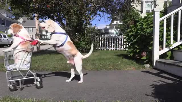 Dog_Takes_Dog_to_Vote_in_Shopping_Cart