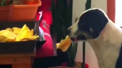 Dog's Reaction when he gave him a Treat!!