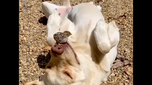 Little Bird Sits on Labrador's Mouth While the Dog is Relaxing