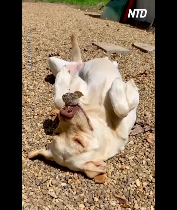 Little Bird Sits on Labrador's Mouth While the Dog is Relaxing