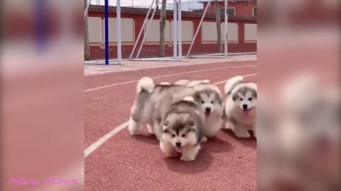 Cute, Alaskan Malamute puppies