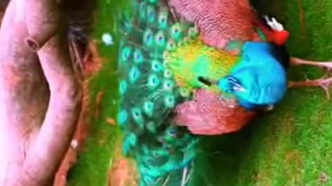 birthday #snow #happy #lively #small #tiktok #funny #loves #clever #animals #peacocks 2