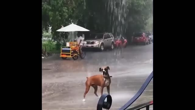 funny animals