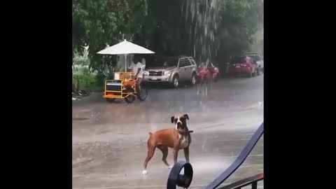 funny animals