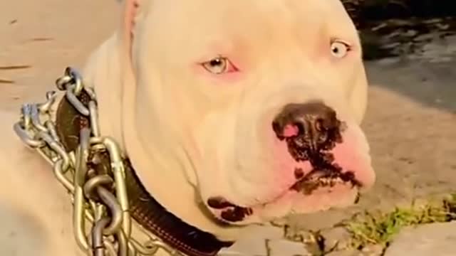 White Pitbull beautiful eyes