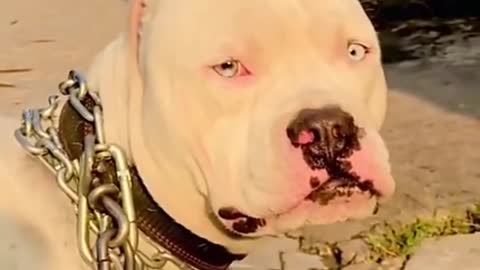 White Pitbull beautiful eyes