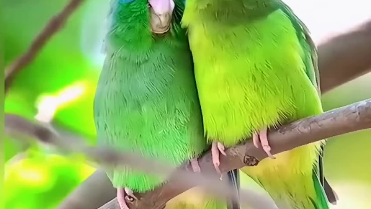 Parrot Beautiful Bird And Animal 4K HD Adorable Photography By Nature.