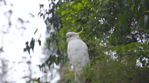 Beautiful white parrot