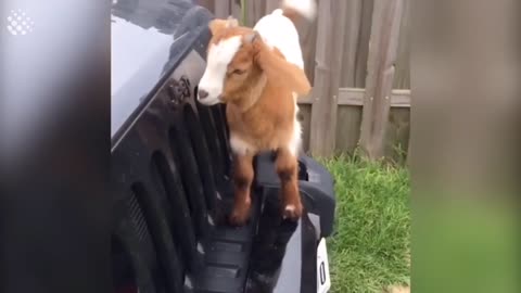 This guy is having some major goat problems