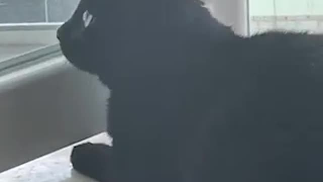 Gorgeous Black Cat Making Weird Noise 😄