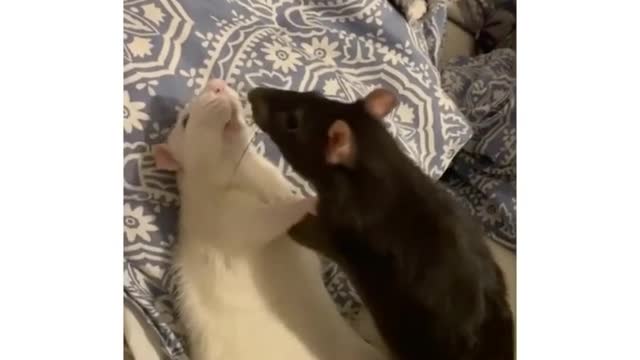 This animal is very cute and can make everyone happy when they see it