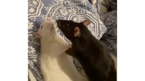 This animal is very cute and can make everyone happy when they see it