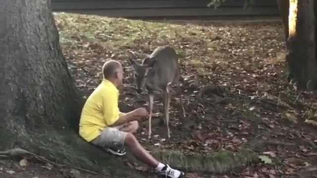 Guy feeding deer with his mouth