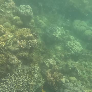 Snorkeling Through a Rejuvenating Coral Reef Oasis