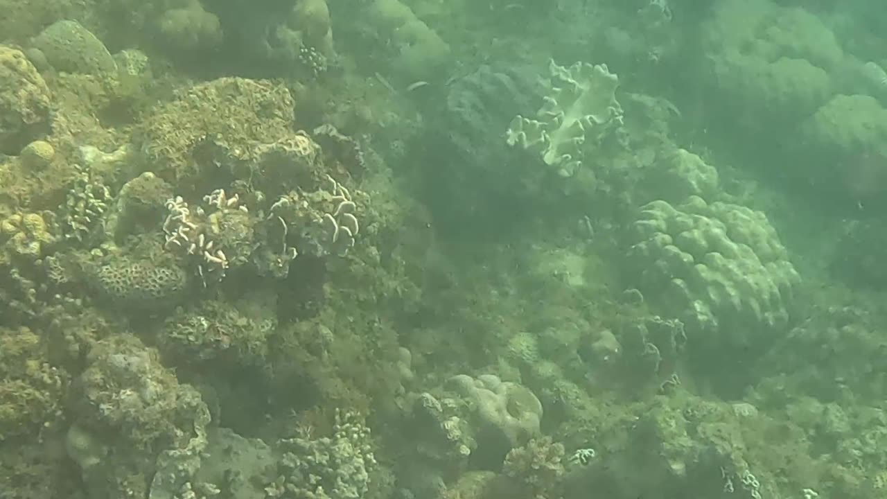 Snorkeling Through a Rejuvenating Coral Reef Oasis