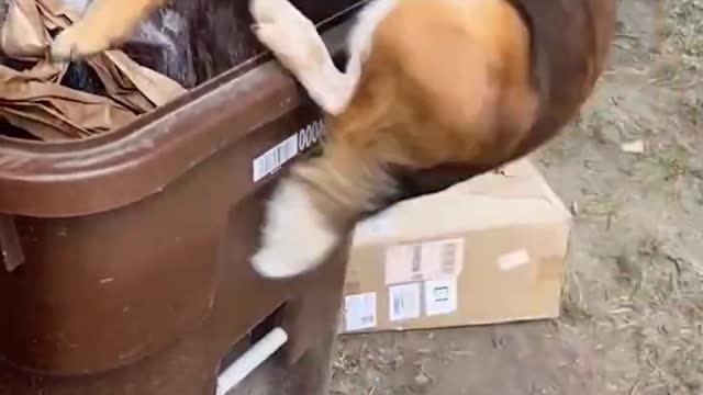 Animal training