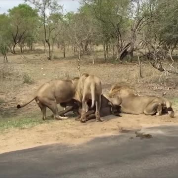 Lion attacks buffalo meat