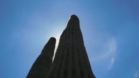 'The Twin Towers' - Saguaros in the Desert