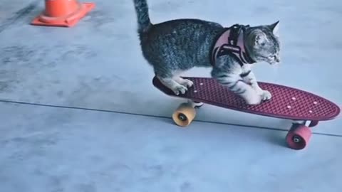 Respect to the owners! Bravo kitty!
