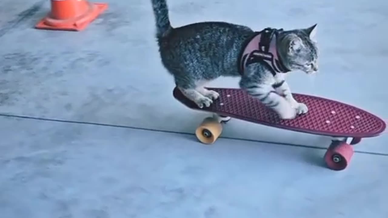 Respect to the owners! Bravo kitty!