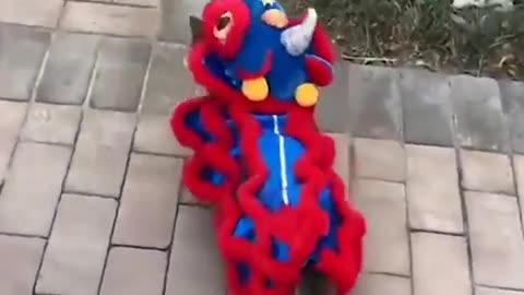 Cat Funy Show