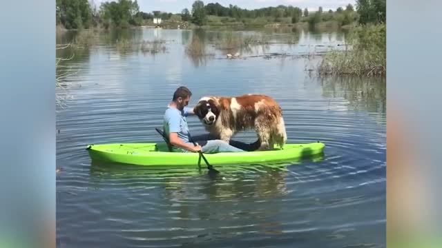 Dog boating | Saint Bernard's boating went wrong | Water boating dog