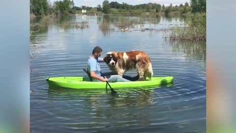 Dog boating | Saint Bernard's boating went wrong | Water boating dog