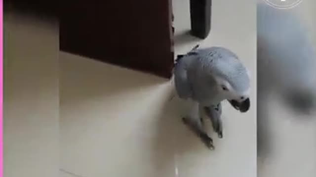 This Grey coloured parrot can identify shapes