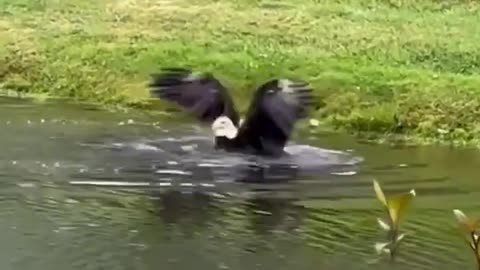 Eagle Catch Too Big To Carry