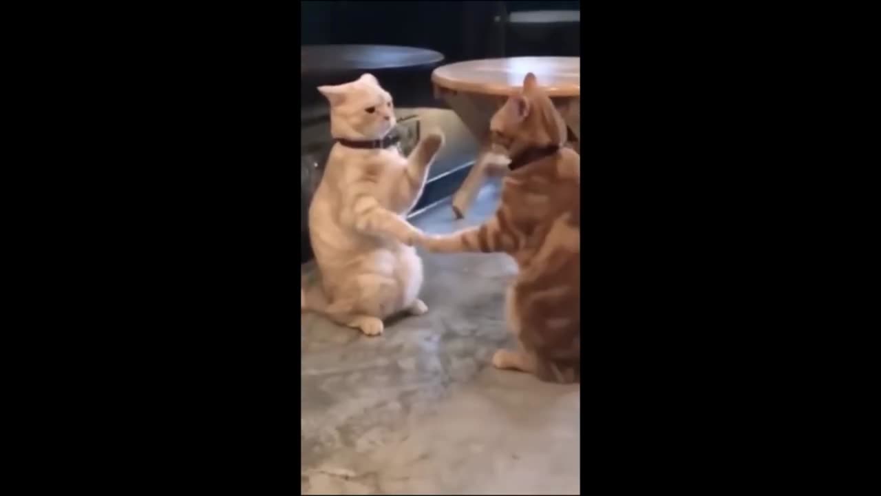 Funny&Cute Animals