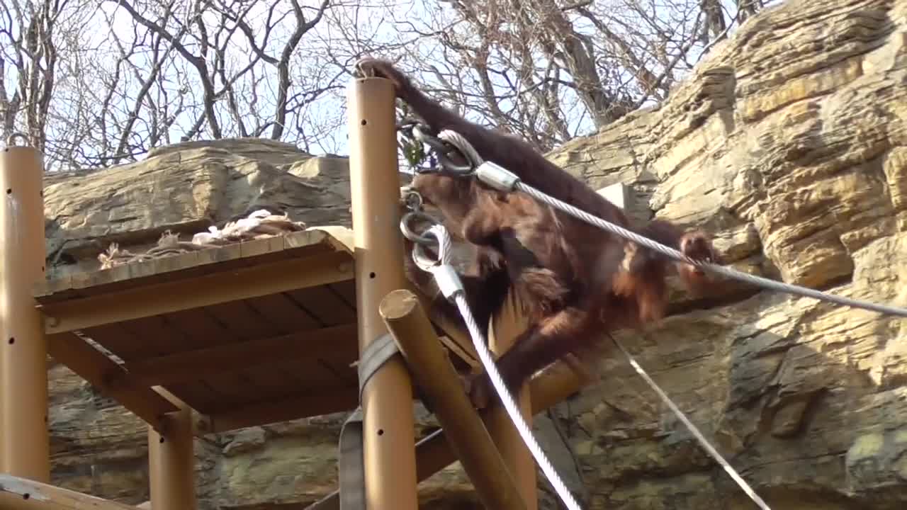 Orangutan Family from Borneo