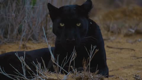 BALCK LEOPARD