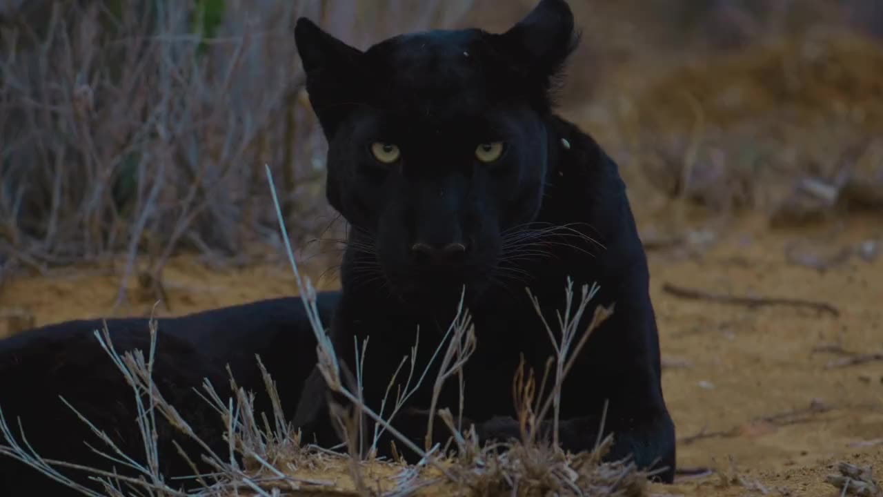 BALCK LEOPARD
