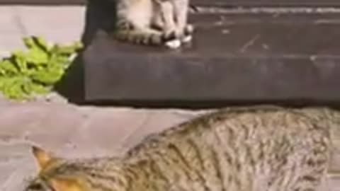 Funniest Cats Best Of The 2022 Funny Cat Videos Funny Cats