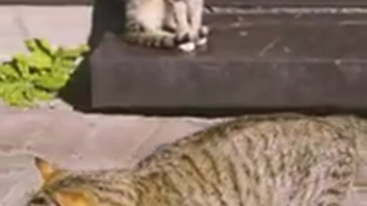 Funniest Cats Best Of The 2022 Funny Cat Videos Funny Cats