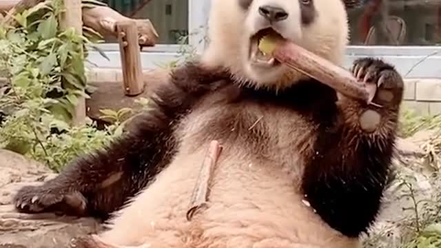 Relaxed Kungfu panda