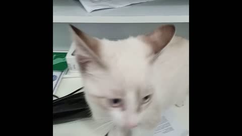I found the funny cat 🐈 again