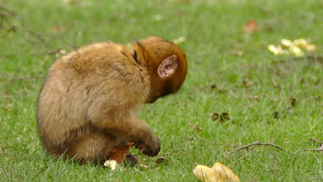 Baby monkey eating