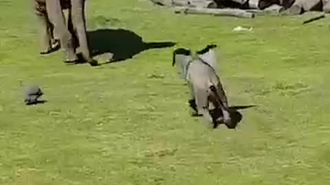 Cute baby elephant funny