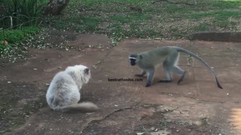 Monkey vs. Cat FIGHT Caught on Smartphone | Thug Life Cat Moment