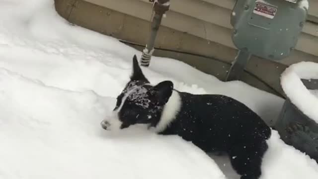 Black and white corgi jumping in snow