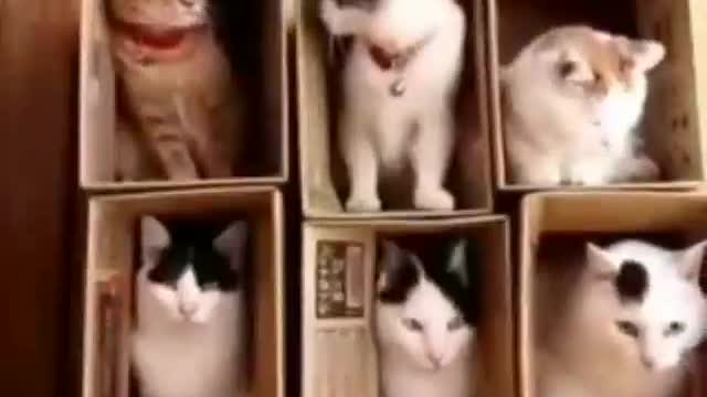 PETS 🐕 Funny Compilations