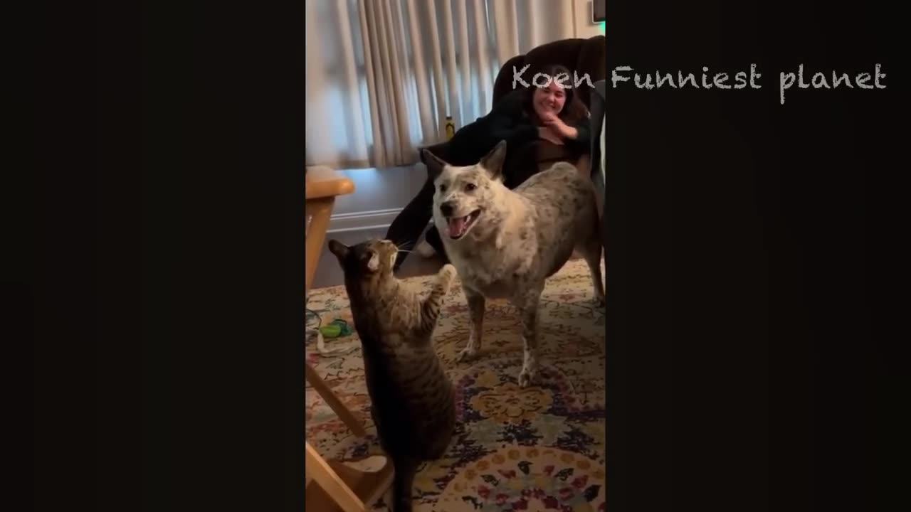 New Funny Animals 😅 Funniest Dogs And Cats Videos 2023🐶😺